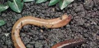 Виды червей Интересные факты про червей